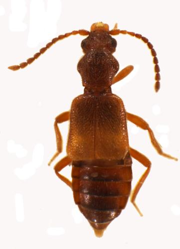 Réf. 338 276 : Lesteva punctata